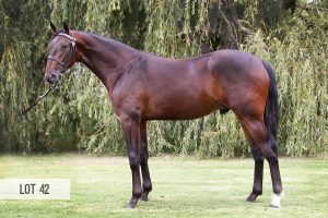 Art Major x Spanish Armada (Colt)