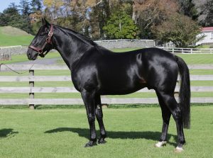 Bettor's Delight