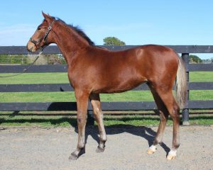 Lot 75 Art Major x Alta Camilla