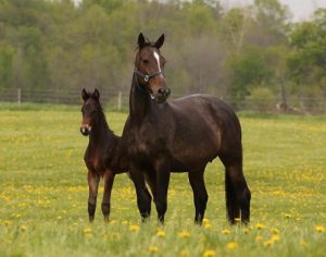 Mares served
