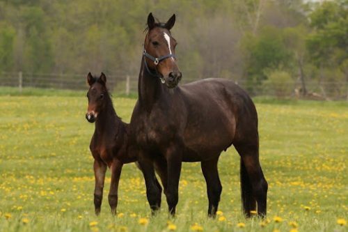 Mares served