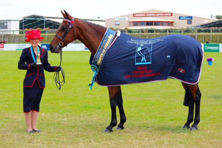 Standardbred showing