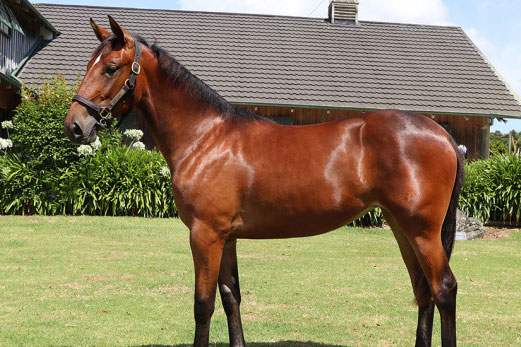 2021 Standardbred Yearling sales