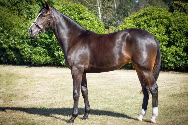 Yearling Sales 2021