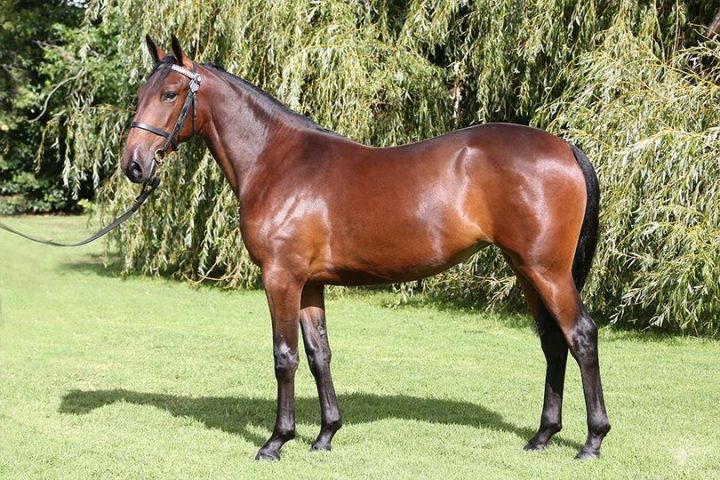 $300k colt
