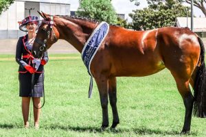 https://equestrianhub.com.au/blog/breed-feature-the-standardbred/?fbclid=IwAR3Gn5E0PnqAJXtXtZ96Pu5ZbQ5YYrxPc0y9vCc-vLzcdgjgWjRMed9iIwE Standardbred showing
